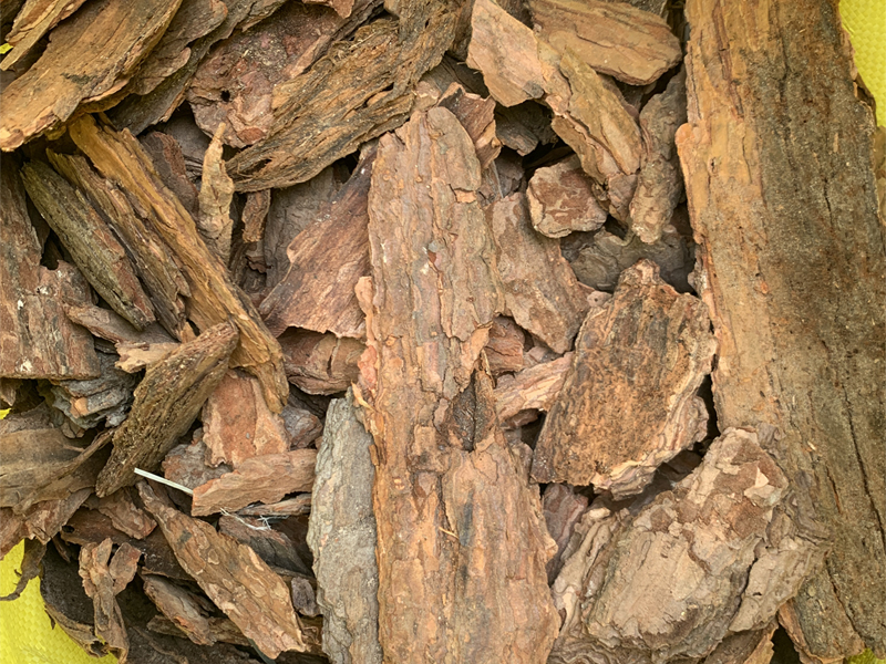 松树皮